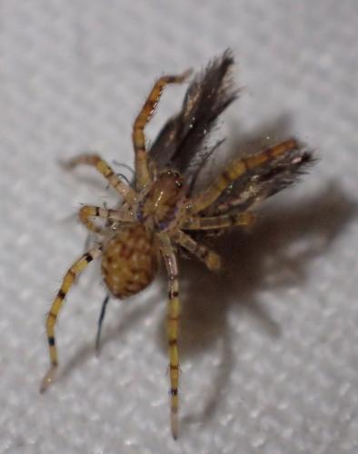 Zoropsis sp.